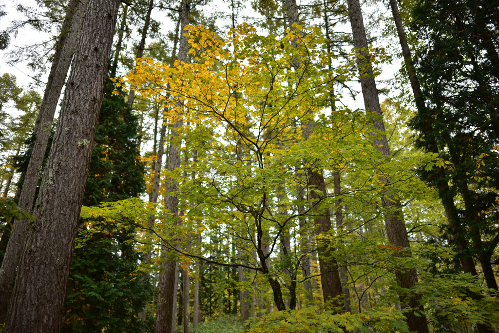Autumn Snap