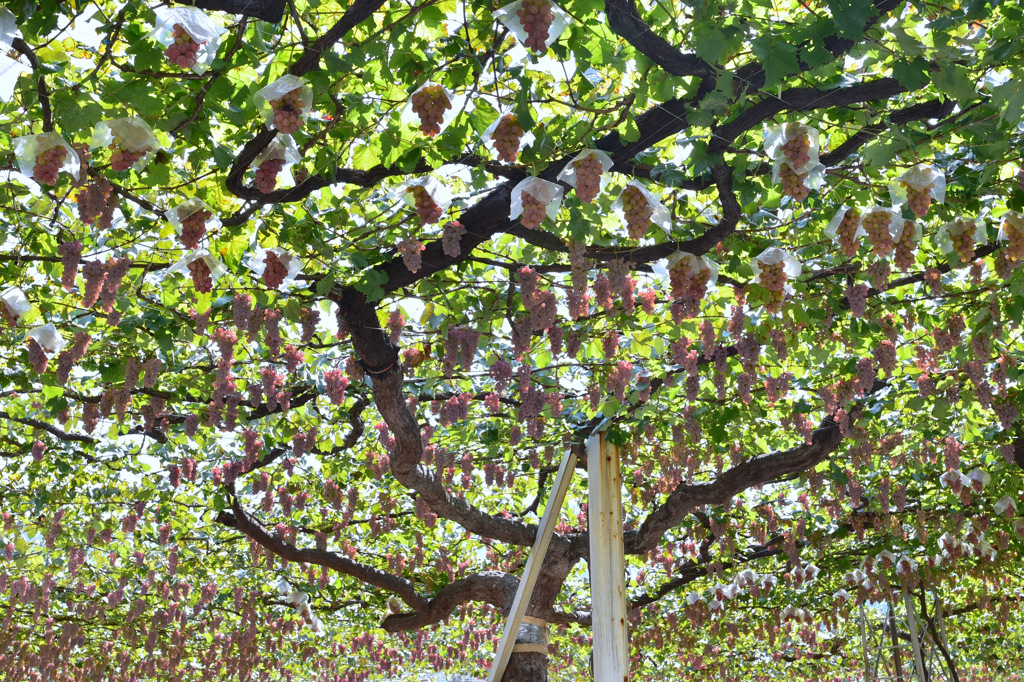 High Grapes