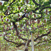 High Grapes