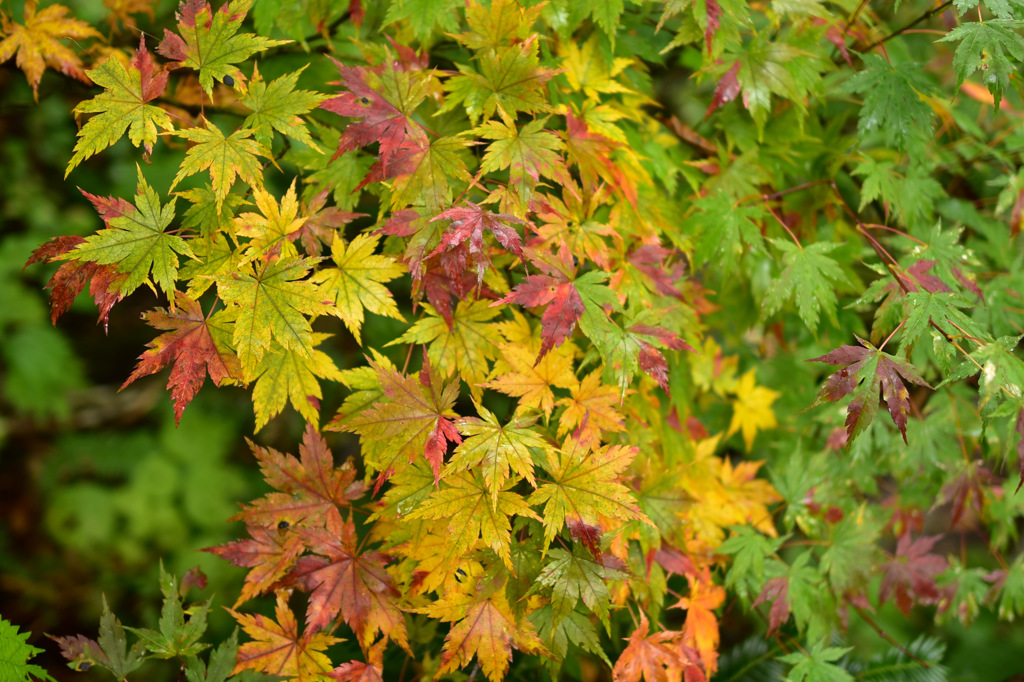 Autumn Snap