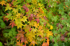 Autumn Snap