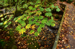 Autumn Snap