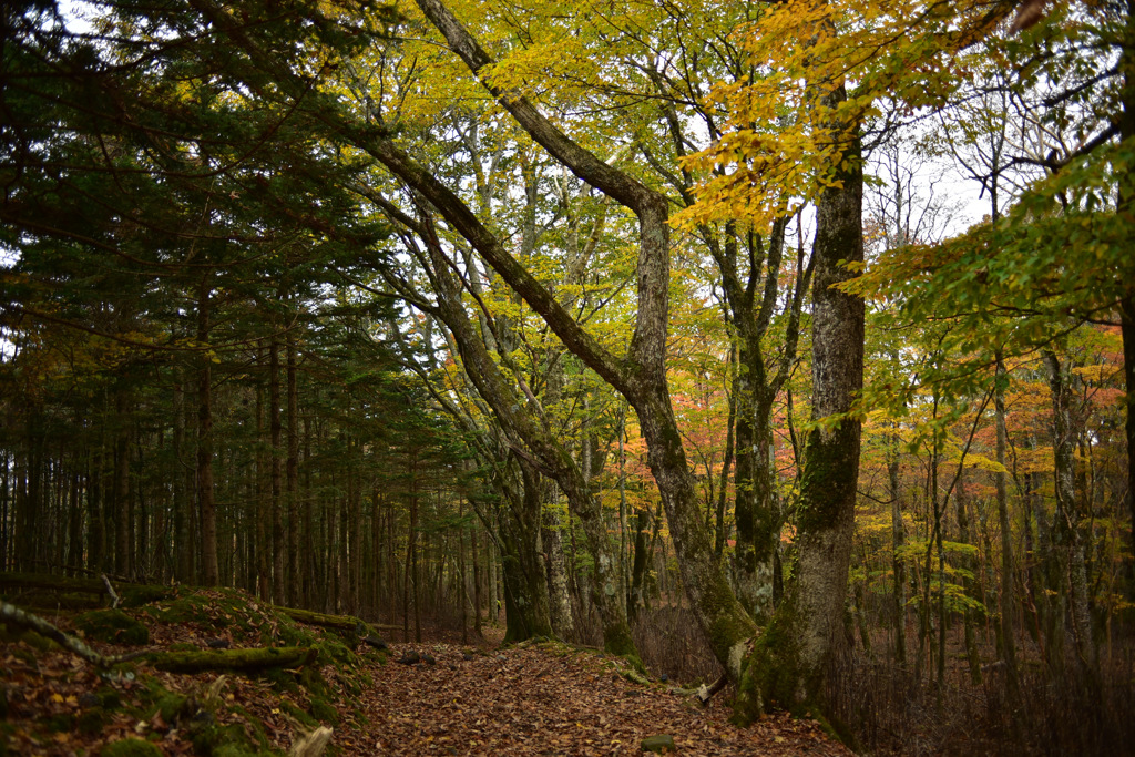 Autumn Snap