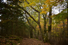 Autumn Snap