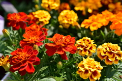Warm Colors