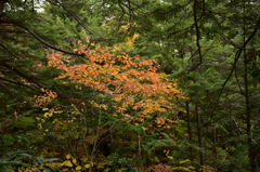 Autumn Snap