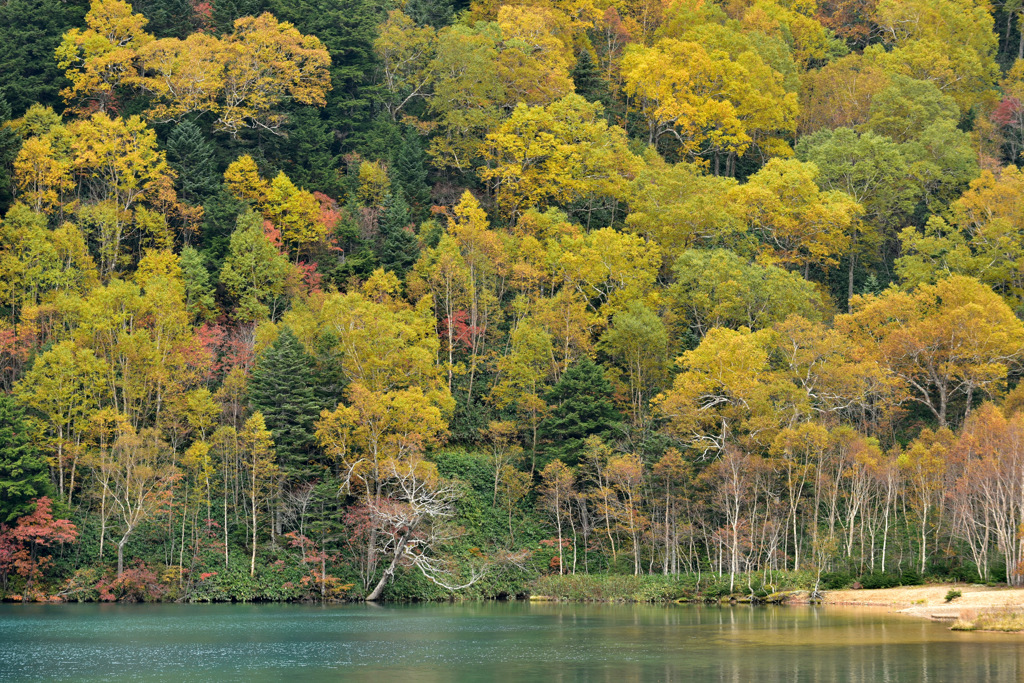 Autumn Snap