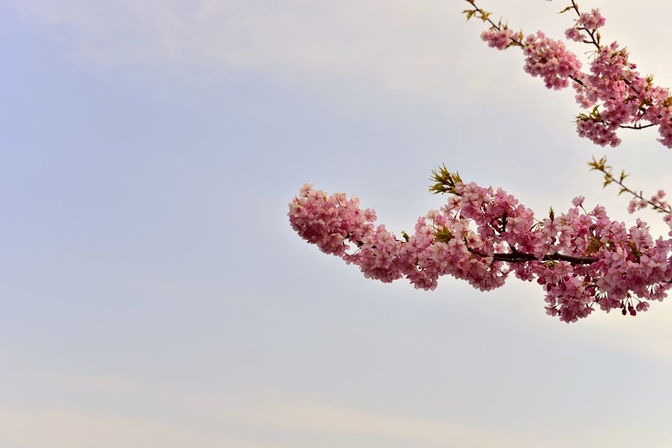 Kawazu Sakura