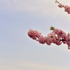 Kawazu Sakura