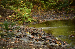Autumn Snap