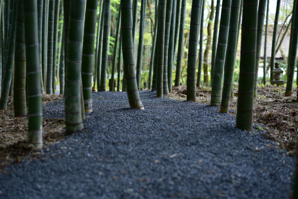 Bamboo