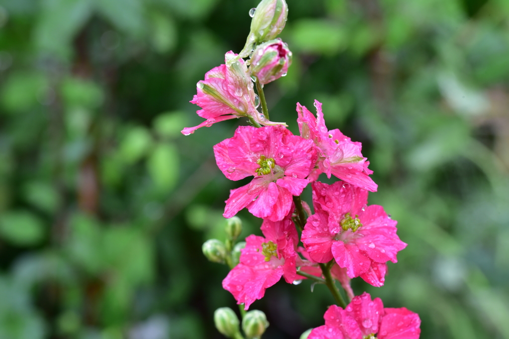 Flower Snap