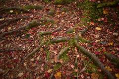 Autumn Snap