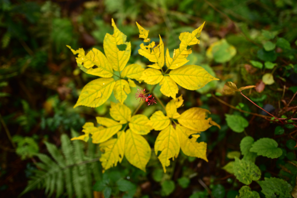 Autumn Snap