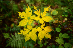 Autumn Snap