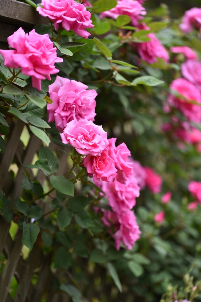 Flower Snap