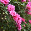 Flower Snap