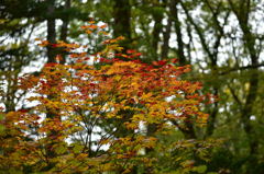 Autumn Snap