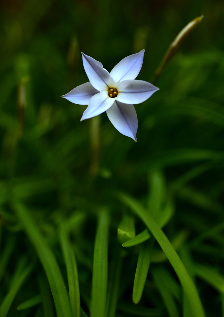 Single Star