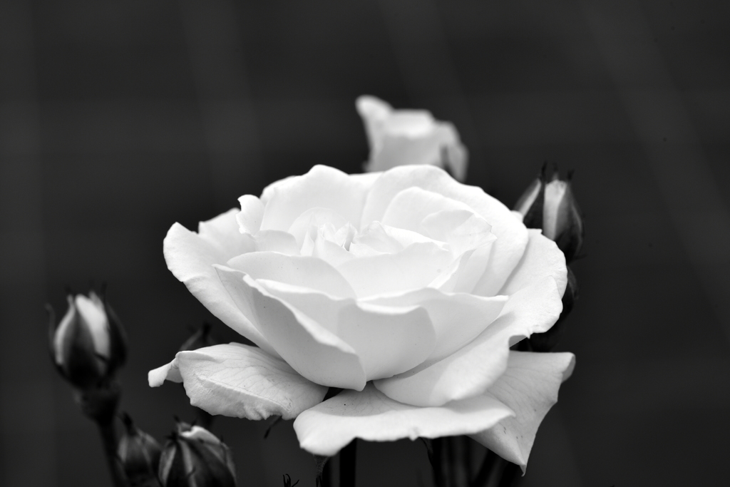 White Rose