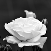 White Rose