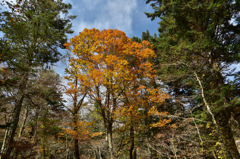 Autumn Snap