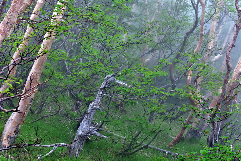 Forest Green
