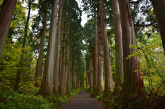 Autumn Snap