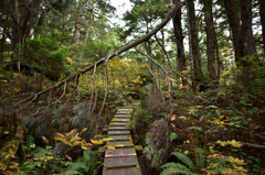 Autumn Snap