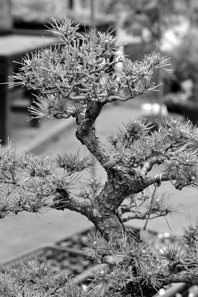 Bonsai