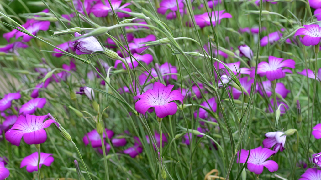 Flower Snap