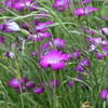 Flower Snap