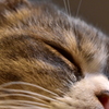 居眠り