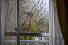 Morning Rain