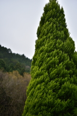 Green Tornado