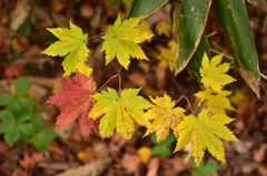 Autumn Snap