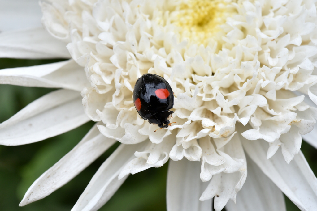 Flower Snap