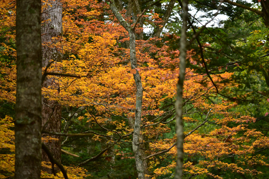 Autumn Snap