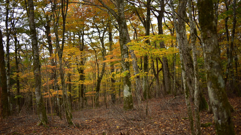 Autumn Snap
