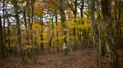 Autumn Snap