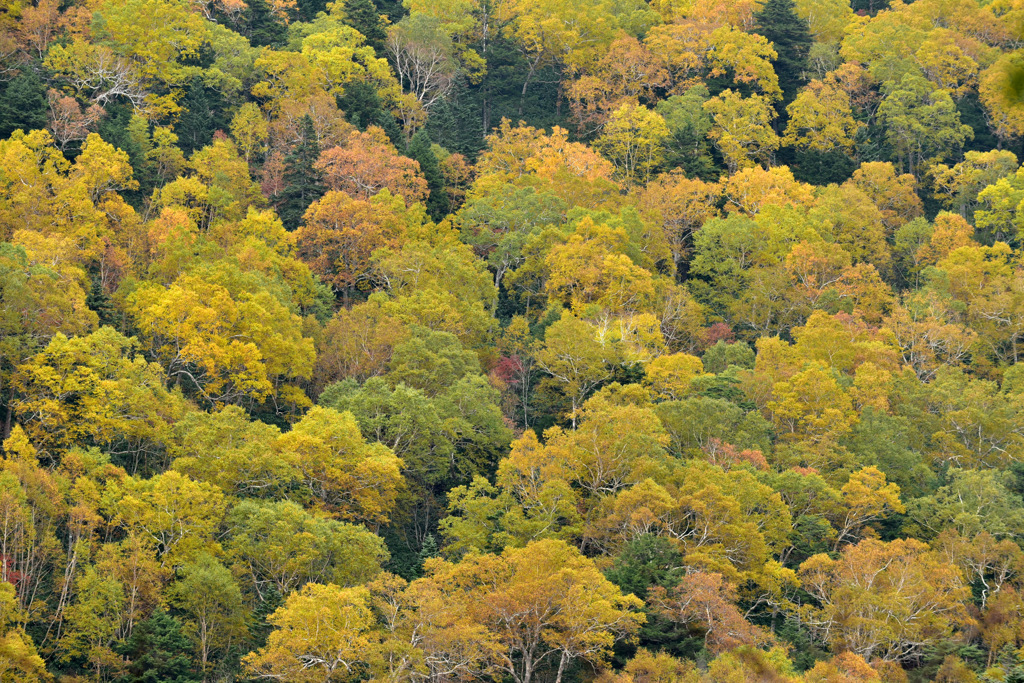 Autumn Snap