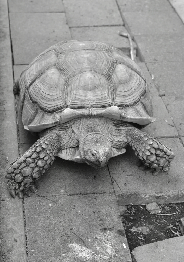 Turtle