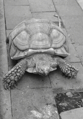 Turtle