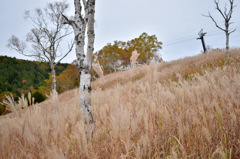 Autumn Snap