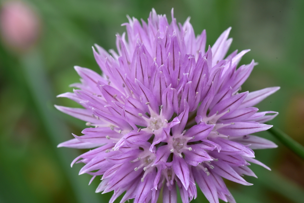 Flower Snap