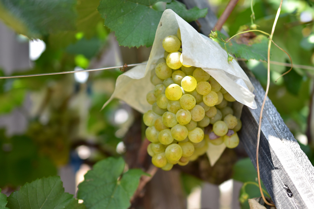 Semillon