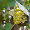 Semillon