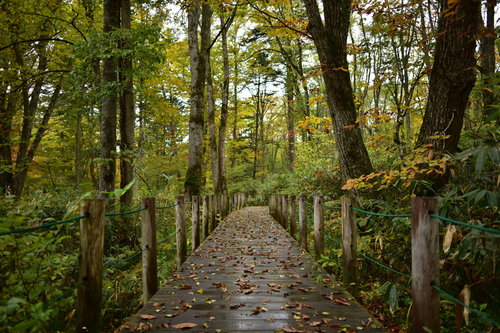 Autumn Snap