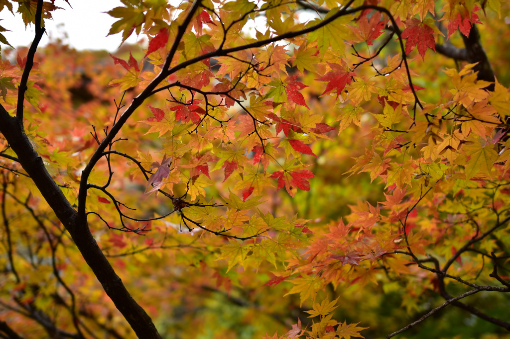 Autumn Snap