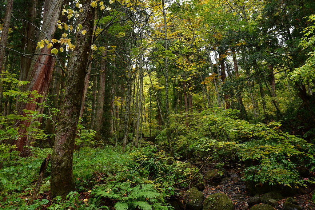 Autumn Snap